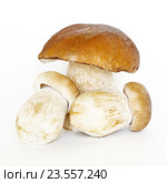 Белые грибы или боровики (лат. Boletus edulis) на белом фоне. Стоковое фото, фотограф Елена Коромыслова / Фотобанк Лори