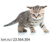 funny kitten cat. Стоковое фото, фотограф Оксана Кузьмина / Фотобанк Лори