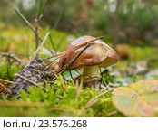 Гриб масленок (Лат.Suillus) на лесной полянке. Стоковое фото, фотограф Александр Романов / Фотобанк Лори