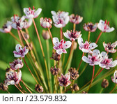 Сусак зонтичный (Butomus umbellatus) Стоковое фото, фотограф Алёшина Оксана / Фотобанк Лори