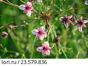 Цветущий Сусак зонтичный (Butomus umbellatus) Стоковое фото, фотограф Алёшина Оксана / Фотобанк Лори