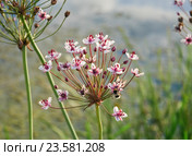 Сусак зонтичный (Butomus umbellatus) Стоковое фото, фотограф Алёшина Оксана / Фотобанк Лори