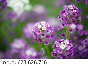 Alyssum Flowers. Стоковое фото, фотограф Степанов Григорий / Фотобанк Лори