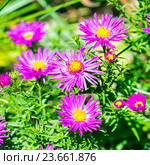 Астра подушковидная, кустарниковая (Aster dumosus). Осенняя многолетняя Астра с сиреневыми цветами. Стоковое фото, фотограф Евгений Мухортов / Фотобанк Лори