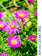 Астра подушковидная (Aster dumosus). Осенняя многолетняя Астра с сиреневыми цветами. Стоковое фото, фотограф Евгений Мухортов / Фотобанк Лори