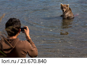 Турист фотографирует дикого бурого медведя, который ловит рыбу в естественной среде обитания во время нереста лососевых, Камчатский край (2016 год). Редакционное фото, фотограф Николай Винокуров / Фотобанк Лори