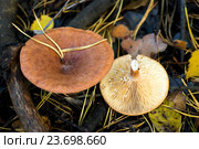 Грибы Мещеры: груздь горький, горькушка, молоканка  Lactarius rufus. Стоковое фото, фотограф Инна Грязнова / Фотобанк Лори