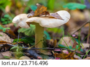 Говорушка дымчатая (Clitocybe nebularis) с осенними листьями в лесу. Стоковое фото, фотограф Ростислав Агеев / Фотобанк Лори