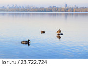 Утки на городском пруду. Стоковое фото, фотограф NataMint / Фотобанк Лори