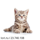 cute kitten isolated on white background. Стоковое фото, фотограф Оксана Кузьмина / Фотобанк Лори