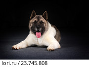 Счастливая собака породы акита-ину на черном фоне в студии. Стоковое фото, фотограф Анна Горошникова / Фотобанк Лори