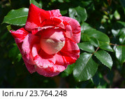 Роза чайно-гибридная Рашель Луиза Моран (лат. Rachel Louise Moran) Стоковое фото, фотограф lana1501 / Фотобанк Лори