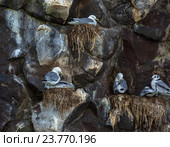 Стая чаек гнездится на скалах Тихого океана. Стоковое фото, фотограф Юлия Машкова / Фотобанк Лори