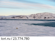 Полярный медведь на морском льду. Стоковое фото, фотограф Vladimir / Фотобанк Лори