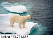 Полярный медведь на морском льду. Стоковое фото, фотограф Vladimir / Фотобанк Лори