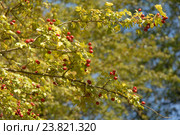 Ветка боярышника обыкновенного (лат. Crataegus laevigata) на фоне голубого неба. Стоковое фото, фотограф Svet / Фотобанк Лори