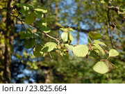 Ветка ольхи черной с зелёными листьями и старые соплодия (Alnus glutinosa) Стоковое фото, фотограф Svet / Фотобанк Лори