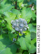 Лопух паутинистый  (Arctium tomentosum), вид сверху. Дикорастущие лекарственные растения Сибири. Стоковое фото, фотограф Евгений Мухортов / Фотобанк Лори
