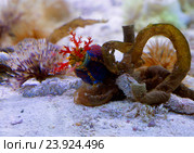 Голотурия или морское яблоко. Стоковое фото, фотограф Галина Савина / Фотобанк Лори