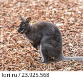 Кенгуру Беннетт (Dendrolagus bennettianus) Стоковое фото, фотограф Олег Белов / Фотобанк Лори