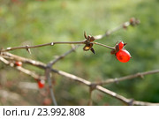 Волчья ягода — жимолость обыкновенная (лат. Lonicera xylosteum L.) на осенней ветке , малая глубина резкости. Стоковое фото, фотограф Svet / Фотобанк Лори