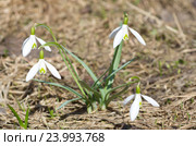 Подснежники Воронова (лат.Galanthus woronowii) Стоковое фото, фотограф Елена Коромыслова / Фотобанк Лори
