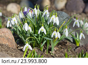 Подснежники Воронова (лат.Galanthus woronowii) Стоковое фото, фотограф Елена Коромыслова / Фотобанк Лори
