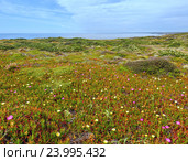 Pink and white flowers (Carpobrotus). Стоковое фото, фотограф Юрий Брыкайло / Фотобанк Лори