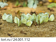 Стайка бабочек - капустниц или  белянка капустная (лат. Pieris brassicae) на берегу реки Кизинча. Россия, Краснодарский край, Мостовской район. Стоковое фото, фотограф Наталья Гармашева / Фотобанк Лори