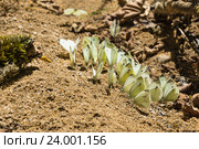 Много бабочек - капустниц или  белянка капустная (лат. Pieris brassicae) на берегу реки Кизинча. Россия, Краснодарский край, Мостовской район. Стоковое фото, фотограф Наталья Гармашева / Фотобанк Лори