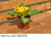Примула обыкновенная (лат. Primula vulgaris) на деревянной скамейке в пластиковом горшке. Стоковое фото, фотограф Елена Коромыслова / Фотобанк Лори