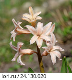 Розовый гиацинт сорта "Джипси Куин" (лат. Hyacinthus Gypsy Queen) крупным планом. Стоковое фото, фотограф Елена Коромыслова / Фотобанк Лори