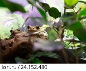 Лягушка Танзанийская древесница Usumbara Peacock Tree Frog. Стоковое фото, фотограф Галина Савина / Фотобанк Лори