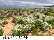 Катран морской (Crambe maritima) на берегу Черного моря, Крым (2016 год). Стоковое фото, фотограф Ирина Яровая / Фотобанк Лори