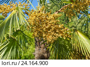 Плоды пальмы Трахикарпус Форчуна или Китайский веерный (лат. Trachycarpus fortunei) Стоковое фото, фотограф Наталья Гармашева / Фотобанк Лори