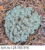 Кладония лесная (lat. Cladonia arbuscula) Стоковое фото, фотограф Евгений Мухортов / Фотобанк Лори