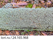 Кладония лесная (lat. Cladonia arbuscula). Ствол упавшего дерева обросший лишайником. Стоковое фото, фотограф Евгений Мухортов / Фотобанк Лори