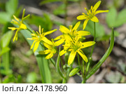 Гусиный лук желтый или Гагея желтая (лат. Gagea lutea) Стоковое фото, фотограф Елена Коромыслова / Фотобанк Лори