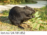 Нутрия, или коипу, или болотный бобр (лат. Myocastor coypus) — млекопитающее отряда грызунов ест листья ясеня. Стоковое фото, фотограф Наталья Гармашева / Фотобанк Лори