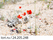 Дикий мелкий мак на песчаной почве (2016 год). Стоковое фото, фотограф Ирина Яровая / Фотобанк Лори