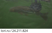 tortoise and fish in water. Стоковое видео, видеограф Яков Филимонов / Фотобанк Лори