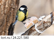 Синица большая. Great Tit (Parus major). Стоковое фото, фотограф Василий Вишневский / Фотобанк Лори