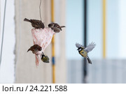 Синица большая и воробьи. Great Tit (Parus major). Стоковое фото, фотограф Василий Вишневский / Фотобанк Лори
