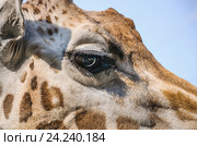 Глаз жирафа (Giraffa camelopardalis) Стоковое фото, фотограф Алёшина Оксана / Фотобанк Лори