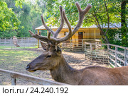 Марал алтайский (Cervus elaphus sibiricus) в зоопарке Ростова-на-Дону (2015 год). Стоковое фото, фотограф Алёшина Оксана / Фотобанк Лори