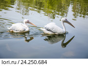 Розовый пеликан (Pelecanus onocrotalus) Стоковое фото, фотограф Алёшина Оксана / Фотобанк Лори