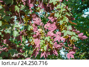 Декоративная форма клена явора ложноплатанового (Acer pseudoplatanus), сорт Purpurascens или Atropurpureum. Стоковое фото, фотограф Алёшина Оксана / Фотобанк Лори