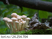 Ложноопёнок кирпично-красный (Hypholoma lateritium) на пне. Стоковое фото, фотограф Александр Курлович / Фотобанк Лори