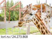 Жираф Ротшильда (Giraffa camelopardalis rothschildi) в зоопарке Ростова-на-Дону (2015 год). Стоковое фото, фотограф Алёшина Оксана / Фотобанк Лори