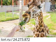 Кормление жирафа Ротшильда (Giraffa camelopardalis rothschildi) в зоопарке Ростова-на-Дону (2015 год). Стоковое фото, фотограф Алёшина Оксана / Фотобанк Лори